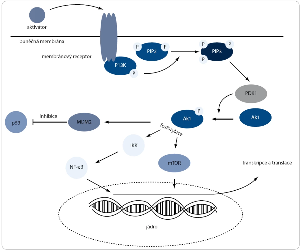 Pl3K/Akt signální dráha. Aktivace této dráhy je zahájena na cytoplazmatické membráně, kde PI3K fosforyluje PIP2 na PIP3. Ten následně naváže kinázu Akt k membráně, kde dochází k její fosforylaci pomocí PDK1. Po těchto dvou fosforylacích Akt zaujme aktivní konformaci a pokračuje ve fosforylování proteinů, které jsou zapojené v různých buněčných procesech, jako jsou stimulace proliferace nebo inhibice apoptózy.