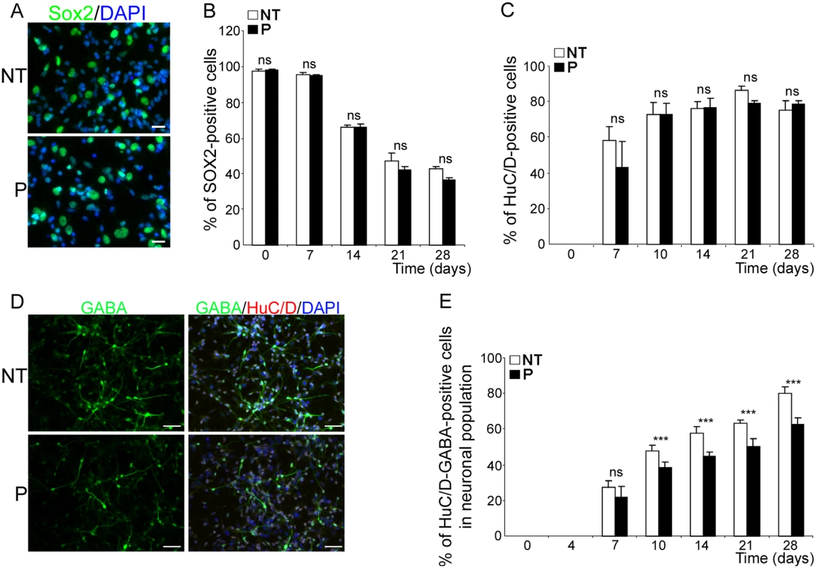 <i>bdv-p</i> expression does not alter neuronal specification but induces a reduction in the GABAergic subpopulation.