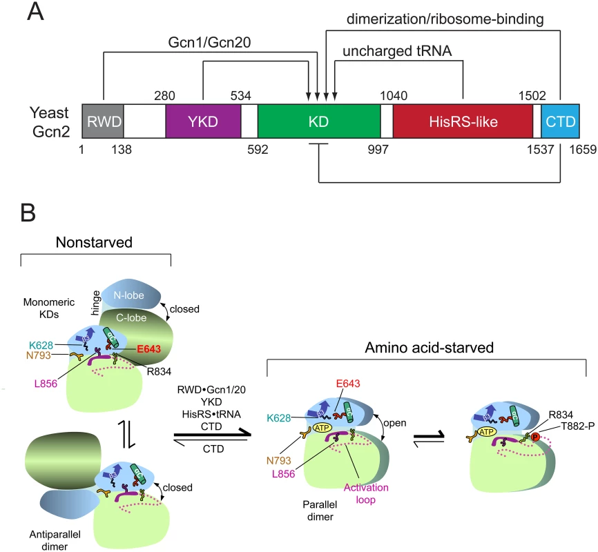 Summary of domain interactions in Gcn2 that couple binding of uncharged tRNA to activation of kinase function in starved cells.