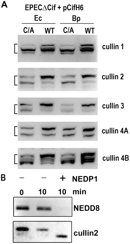 Cif induces the accumulation of NEDD8-conjugated cullins in host cells.