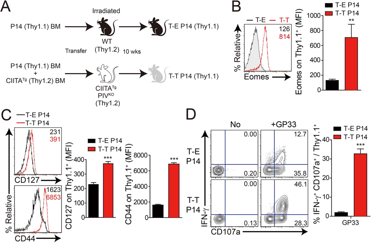 Generation and characterization of virus-specific IL–4 induced innate CD8<sup>+</sup> T cells.