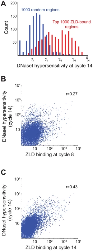 Early ZLD binding predicts chromatin state at the MZT.