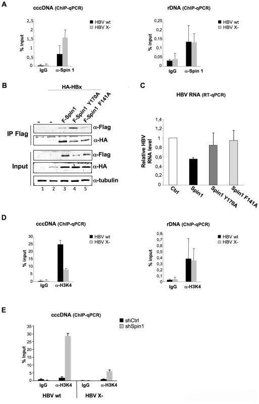HBx expression correlates with the decrease of Spindlin1 recruitment to the cccDNA.