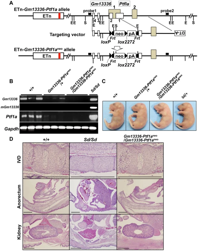 Phenotypic rescue by disruption of the <i>Gm13336-Ptf1a</i> gene.