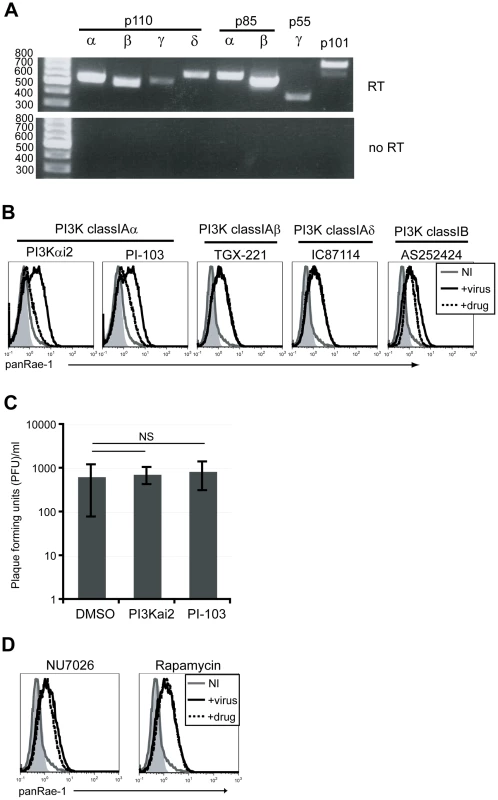 p110α PI3K is specifically involved in the induction of RAE-1 in fibroblasts infected with MCMV.