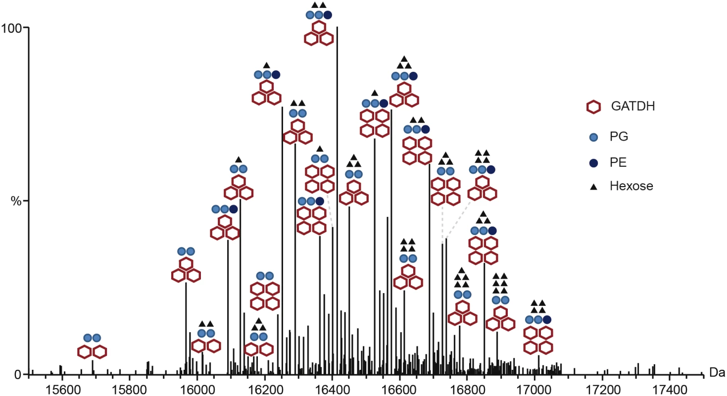 Complete description of the 23 proteoforms expressed by the FAM20 strain.