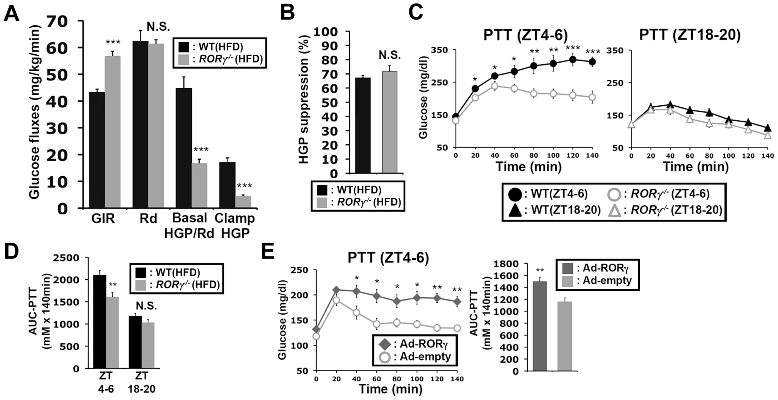 Loss of RORγ leads to reduced hepatic gluconeogenesis at daytime.