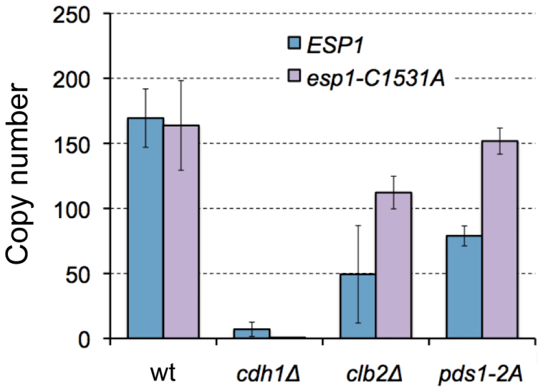 Limits of overexpression of <i>esp1-C1531A</i> in wild-type, <i>clb2Δ</i>, and <i>cdh1Δ</i> mutant cells.