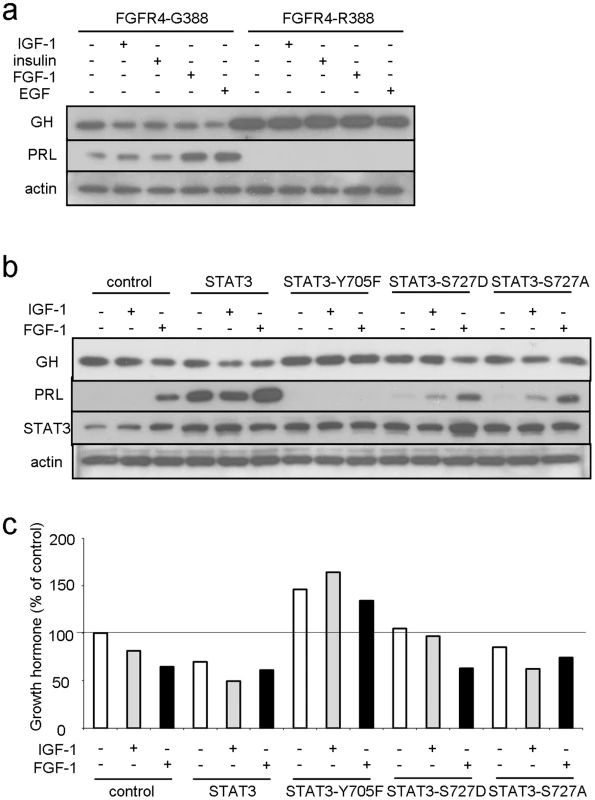 FGFR4-G388, but not FGFR4-R388, signals through pY-STAT3 to regulate pituitary hormone gene expression.
