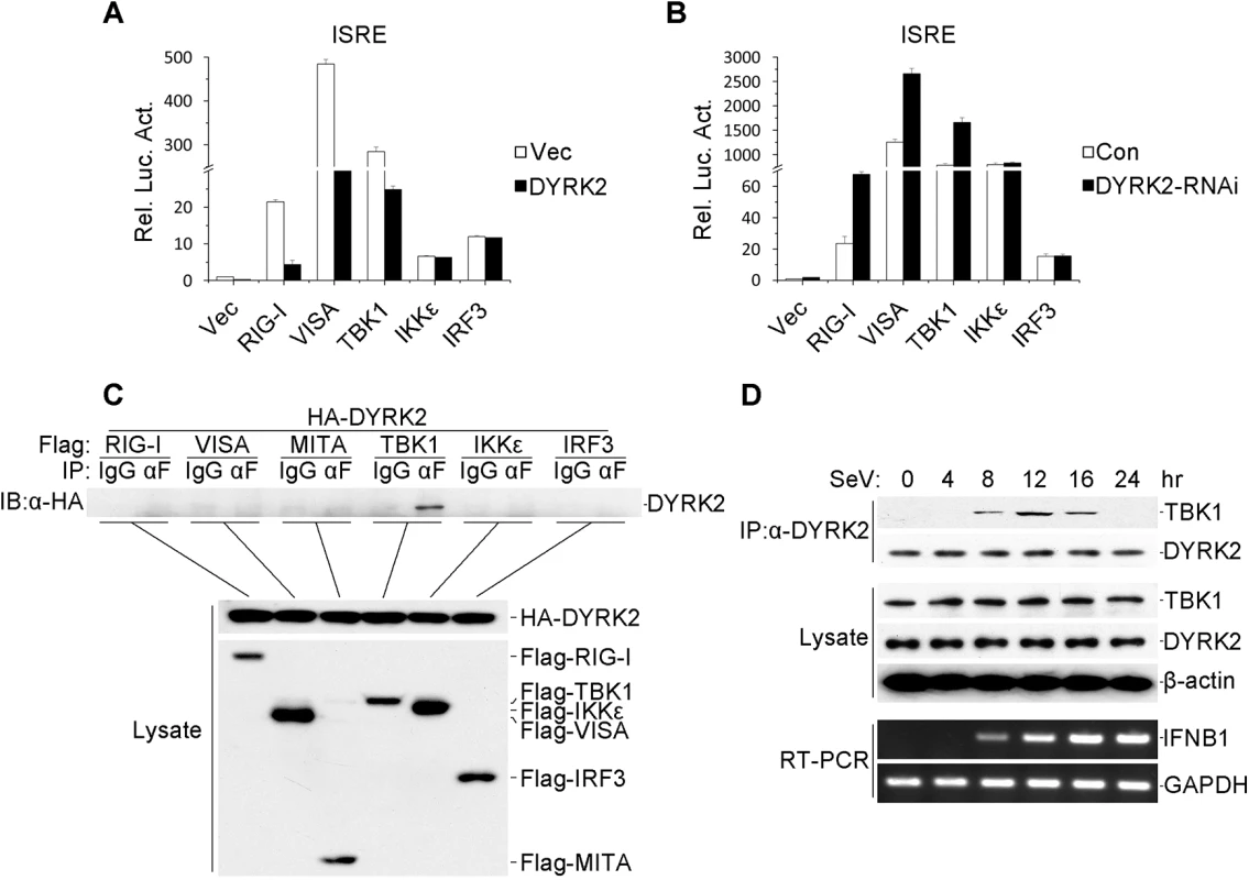 DYRK2-mediated virus-triggered signaling at the level of TBK1.