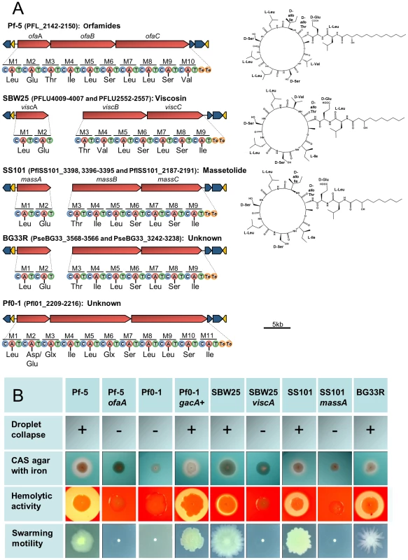 Biosynthetic gene clusters, predicted structures, and phenotypes associated with cyclic lipopeptide (CLP) production by strains in the <i>P. fluorescens</i> group.