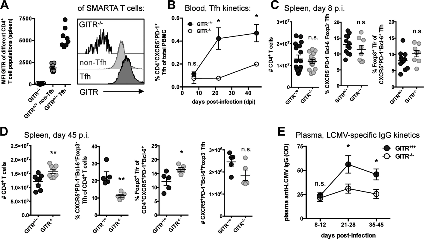 GITR<sup>-/-</sup> mice have defective follicular helper CD4 T cell responses following LCMV cl 13 infection.
