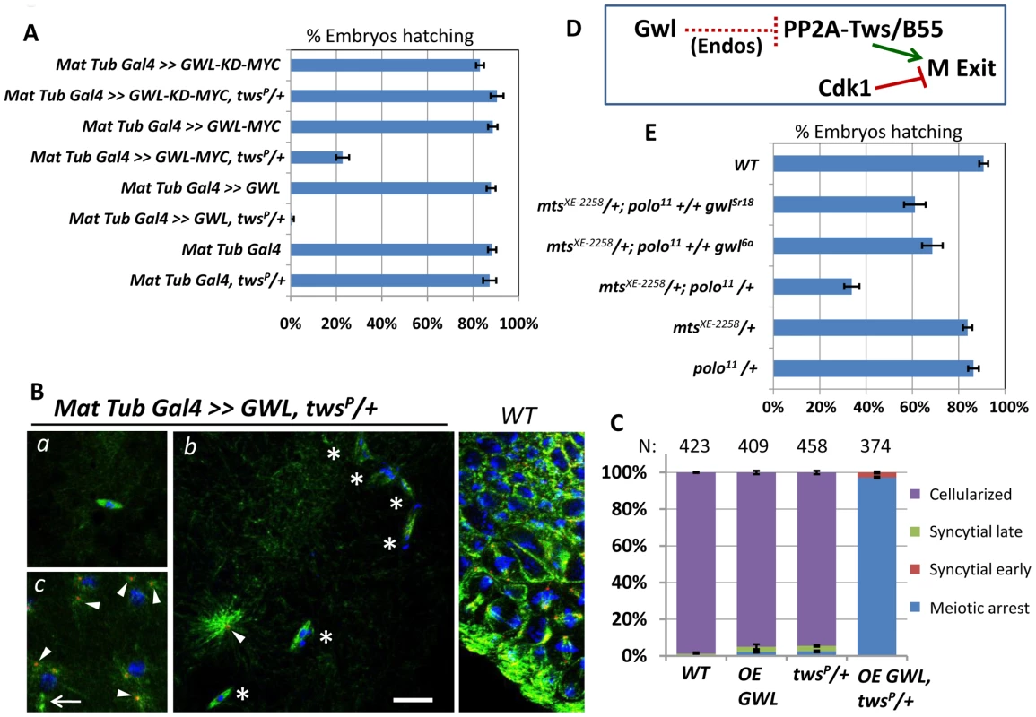 Greatwall antagonizes PP2A-Tws in meiosis and mitosis.