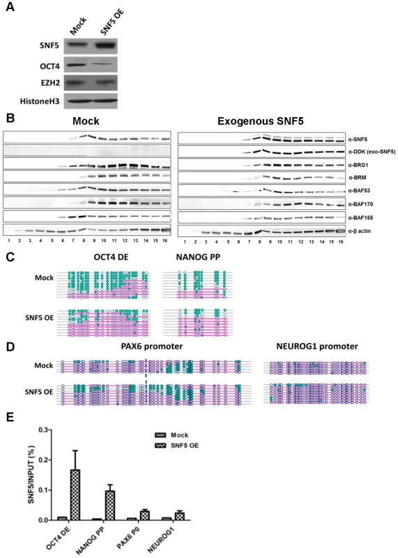 Overexpression of SNF5 disturbs epigenetic regulation and enhances differentiation.