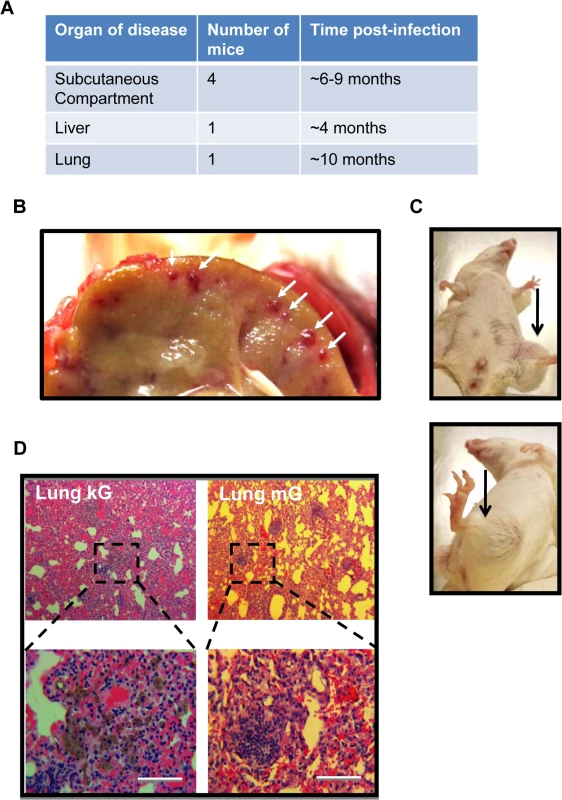 γHV68.kGPCR infection induces angiogenic lesions in immune-suppressed mouse.