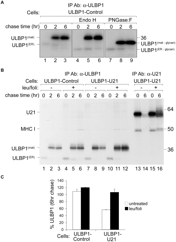 U21 targets ULBP1 for lysosomal degradation.
