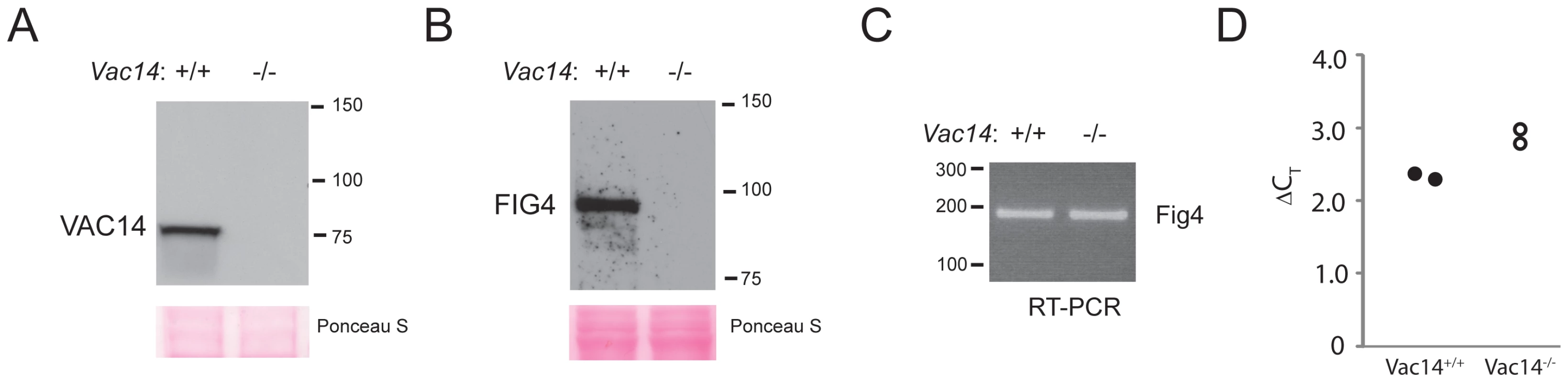 Low level of wildtype FIG4 protein in <i>Vac14</i> null mice.