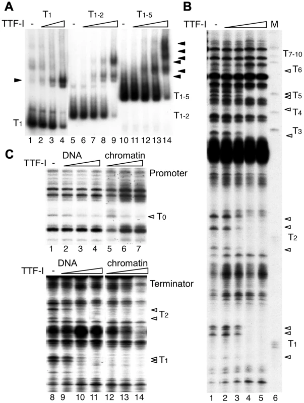 Multiple termination sites enable cooperative binding of TTF-I to chromatin.