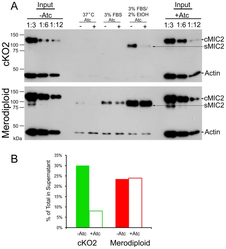 Shedding of MIC2 into the supernatant is decreased in the TgROM4 conditional knockout.