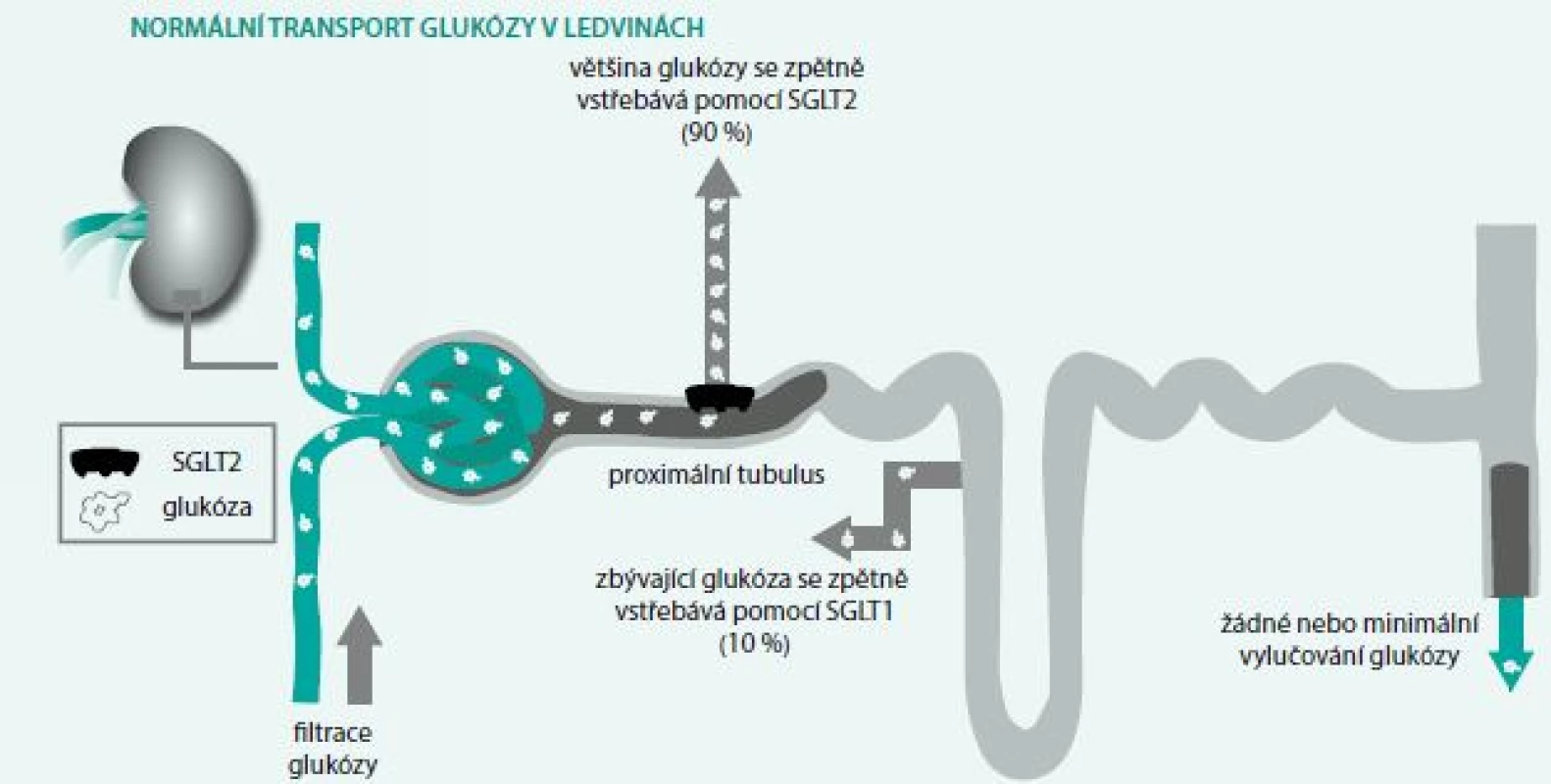 Schéma
3. Mechanizmus účinku SGLT2 inhibitorů