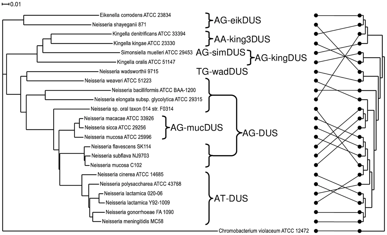 Phylogenetic tree based on the core genome and DUS dialect distribution.