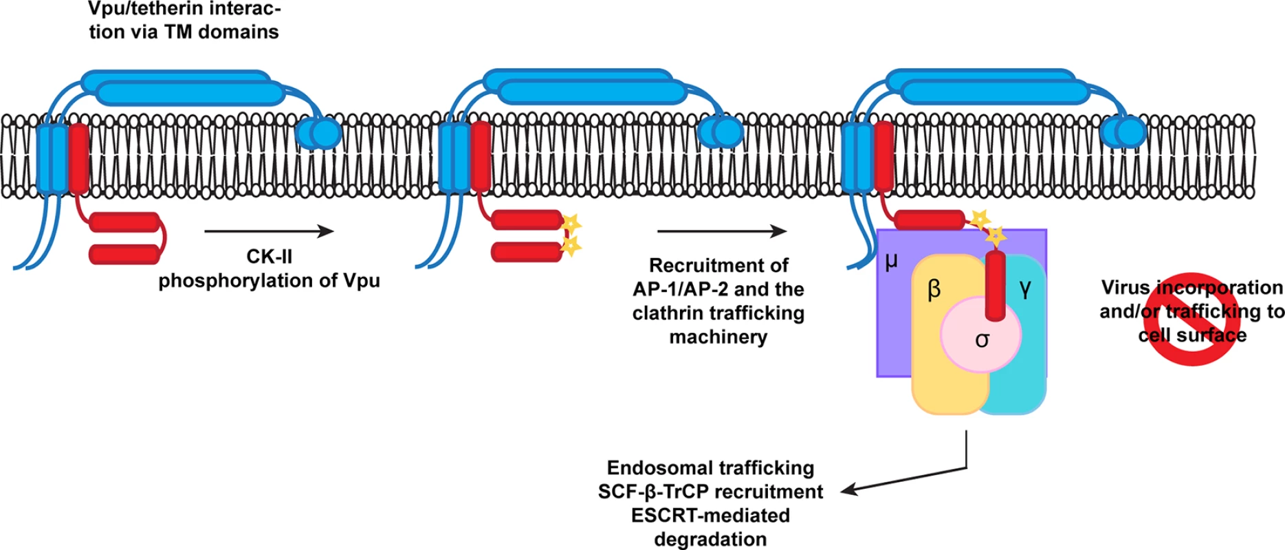 A proposed model for Vpu engagement of clathrin adaptors during tetherin counteraction.