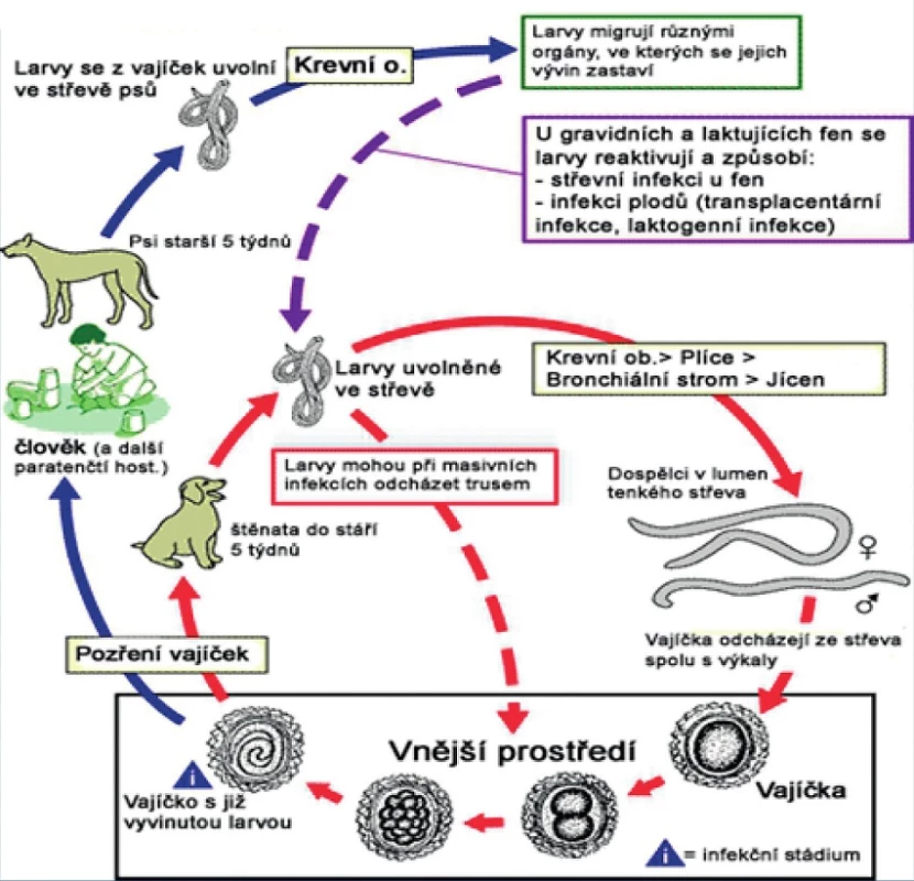 Vývojový cyklus (převzato z http://www.cdc.gov/parasites/toxocariasis/biology.html)