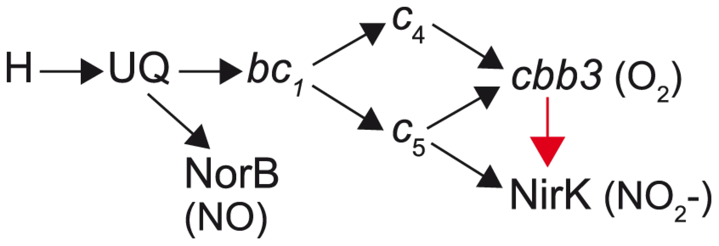 Proposed pathway for electron transfer from NADH to nitric oxide, oxygen and nitrite in <i>N. meningitidis</i> and <i>N. gonorrhoeae</i>.