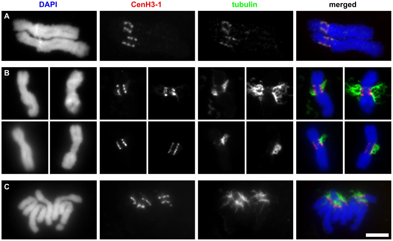 The CenH3-containing domains are fully colocalized with tubulin.