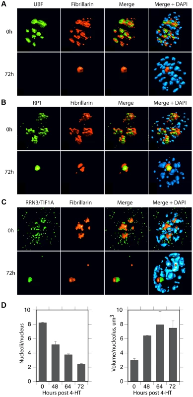 UBF elimination reveals that nucleolar protein bodies exist independently of rRNA gene activity.