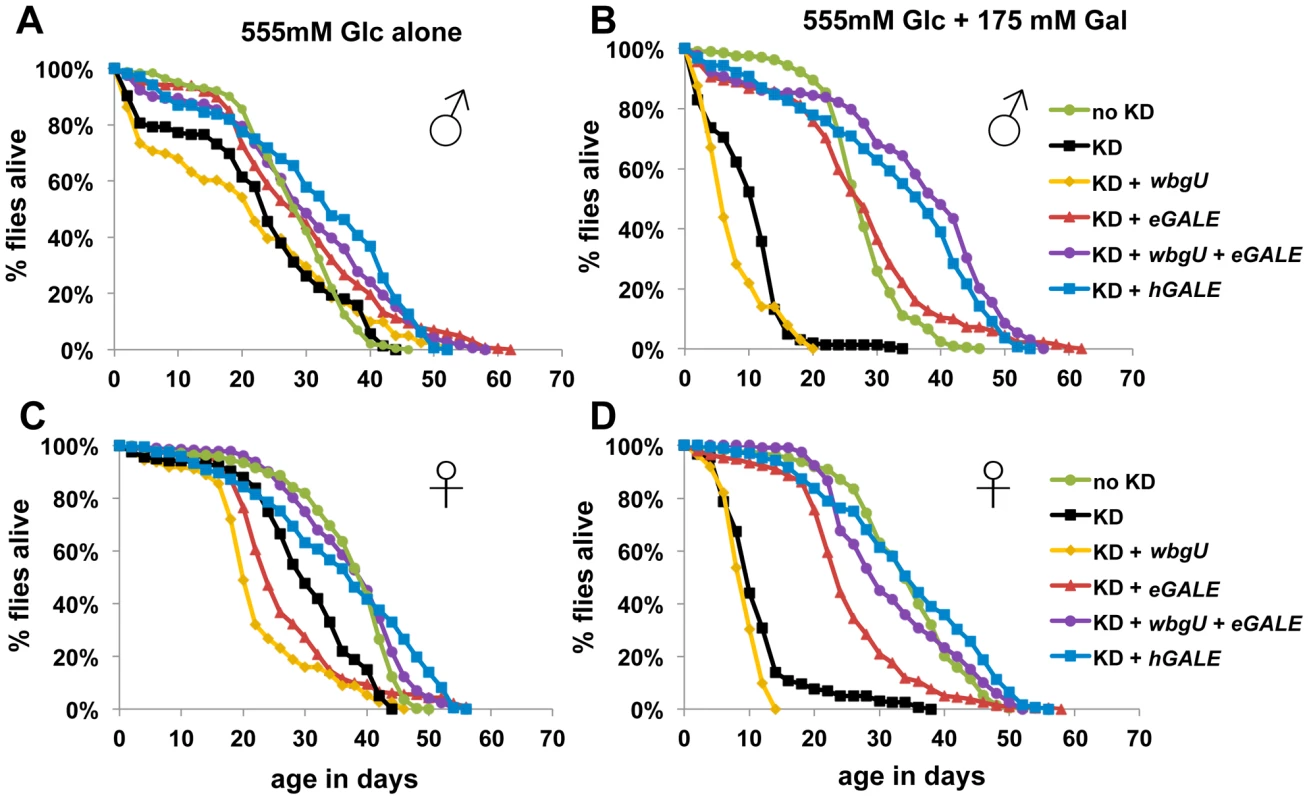 Flies lacking GALE activity toward UDP-gal/UDP-glc have a shortened life span when exposed to galactose as adults.