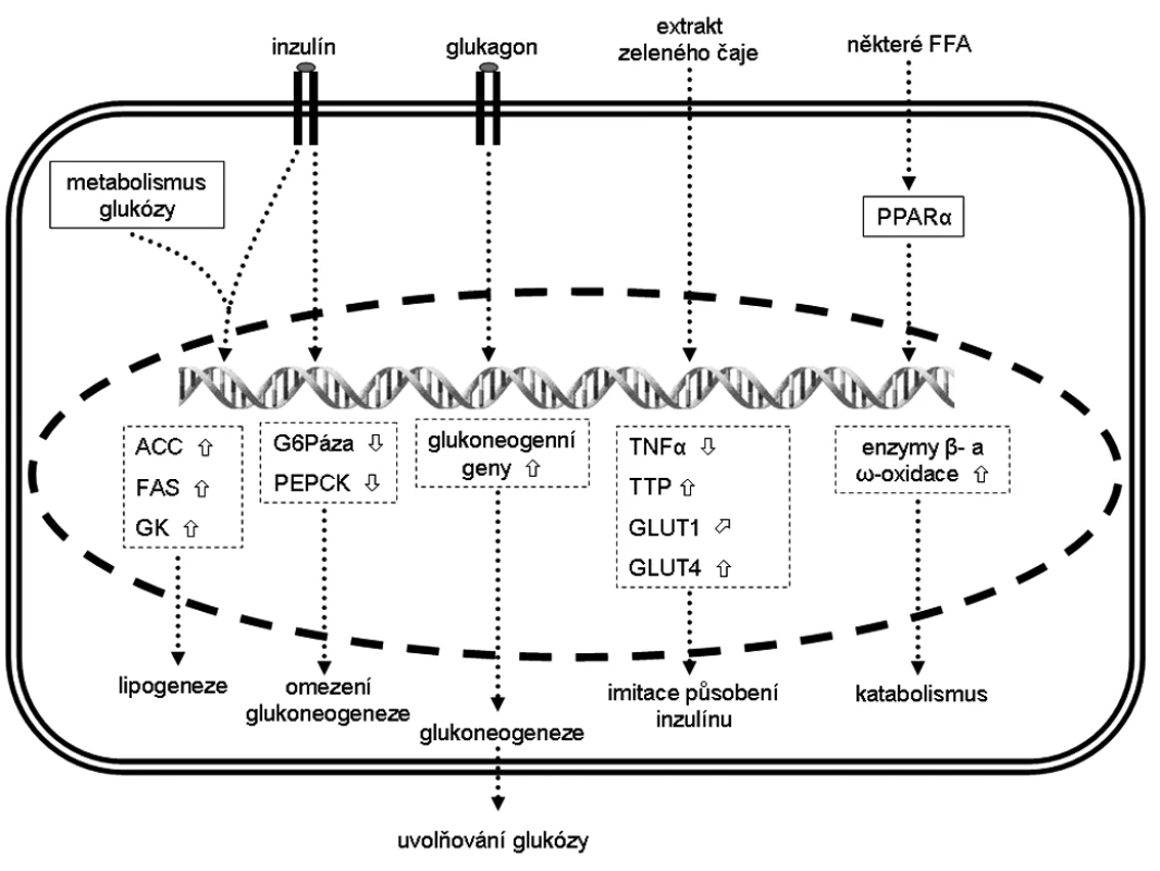 Změna exprese vybraných genů v hepatocytech a jejich (pato)fyziologický efekt
Šipka  značí zvýšenou expresi, šipka  sníženou expresi
a šipka  mírně zvýšenou expresi.
ACC – acetyl-CoA-kaboxyláza, FAS – syntáza mastných kyselin, 
FFA – volné mastné kyseliny, G6Páza – glukózo-6-fosfatáza,
GK – glukokináza, GLUT – glukózový transportér z rodiny SLC2A, 
PEPCK – fosfoenolpyruvát karboxykináza, PPAR – peroxizomální receptor aktivovaný proliferátory, TNF-α – tumor necrosis factor α, TLR4 – toll-like receptor 4