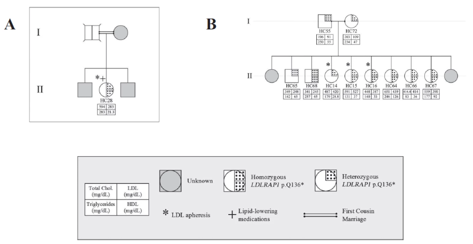 Familial cases of &lt;i&gt;LDLRAP1&lt;/i&gt;. Pedigrees of two families A and B with only the p.Q136* variant and the associated phenotypes for each member.
