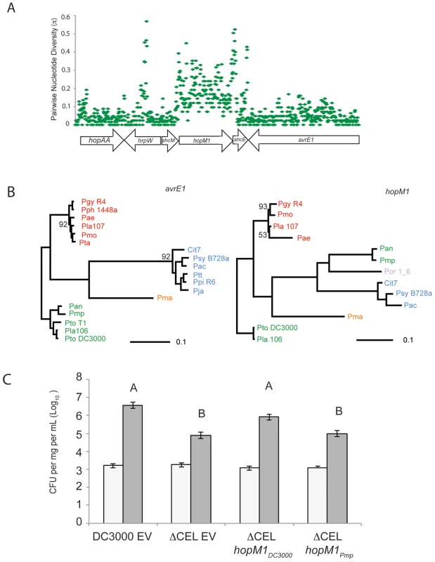 Recombination of <i>hopM1</i> in group I strains leads to functional divergence.