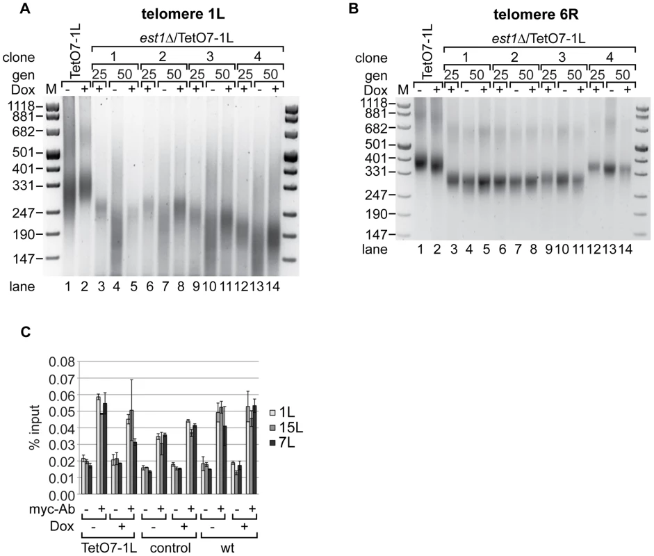 Absence of telomerase increases the shortening of telomere 1L upon 1L TERRA expression.