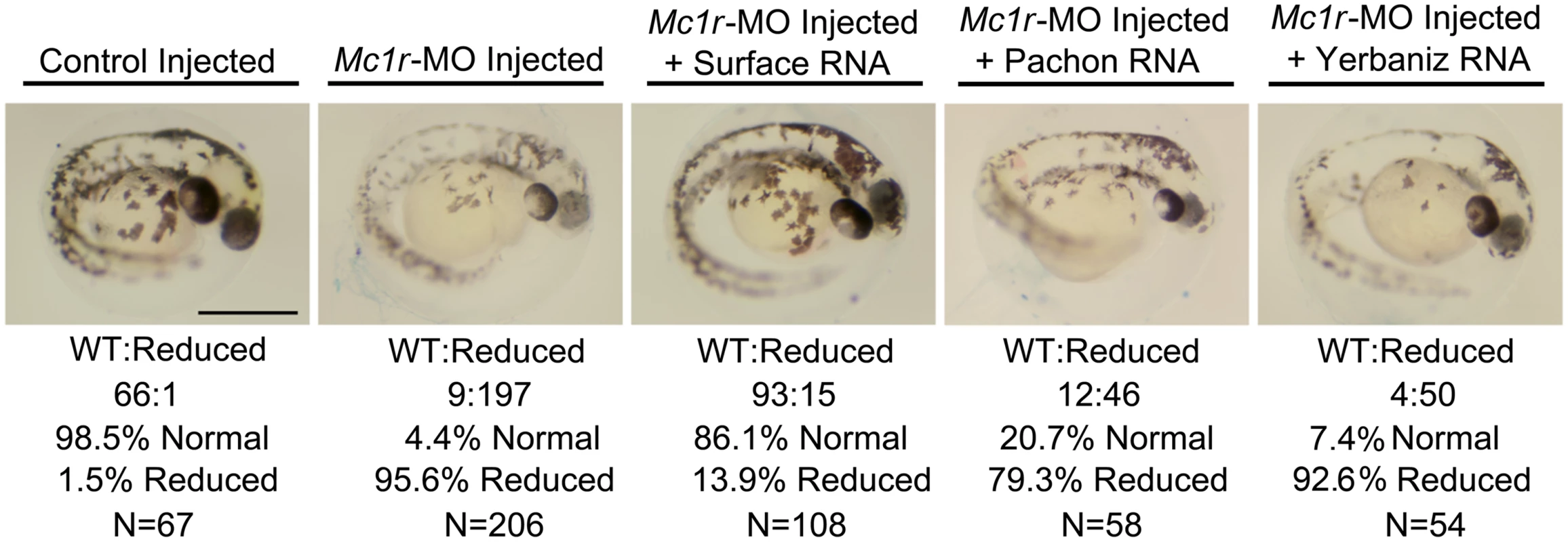 The brown mutation is recapitulated in <i>Mc1r</i>-MO knockdown experiments and is rescued by the Surface form of <i>Mc1r</i> in the zebrafish.