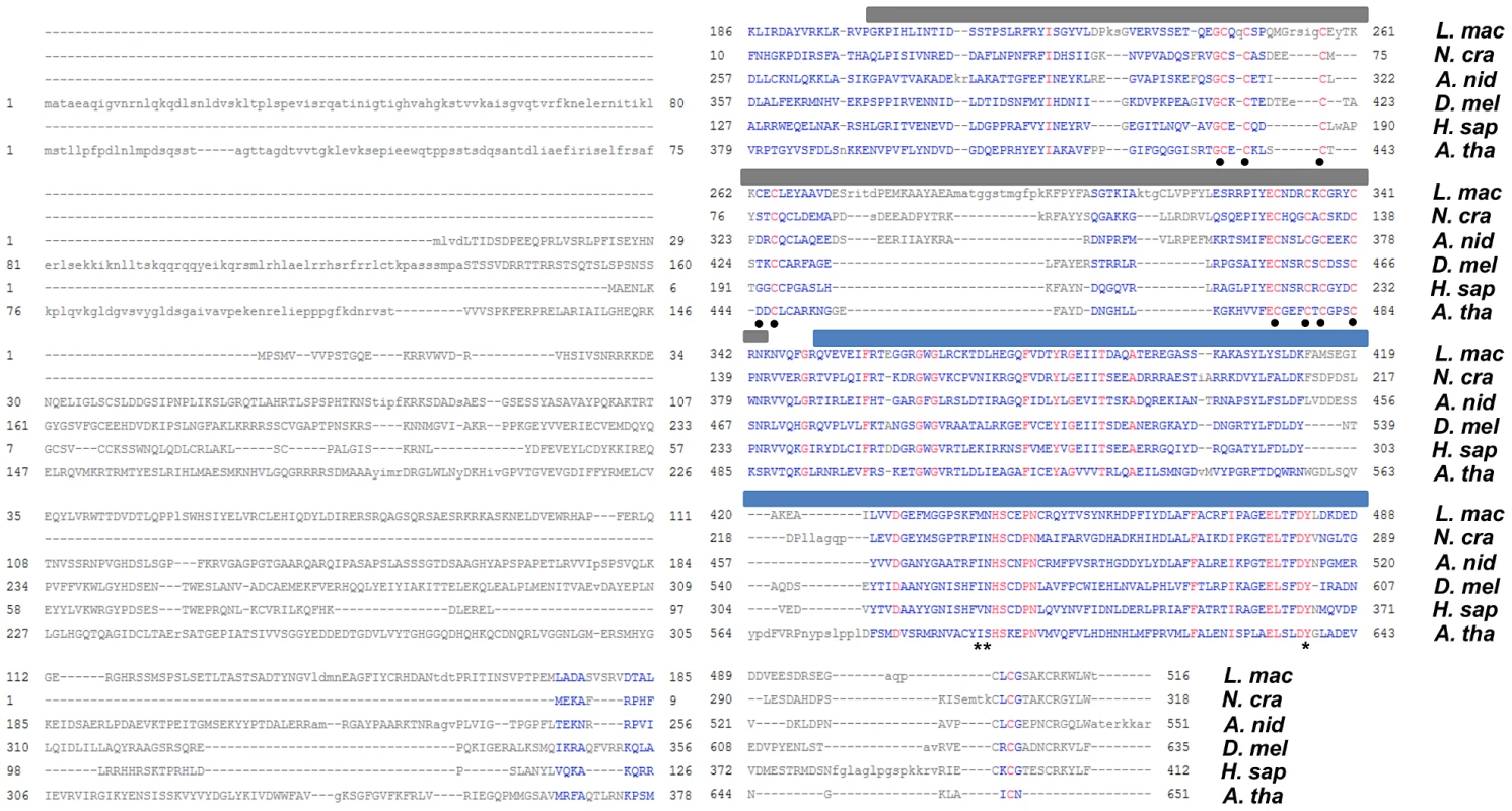 Multiple sequence alignment of LmDIM5 with other characterised DIM-5 proteins.