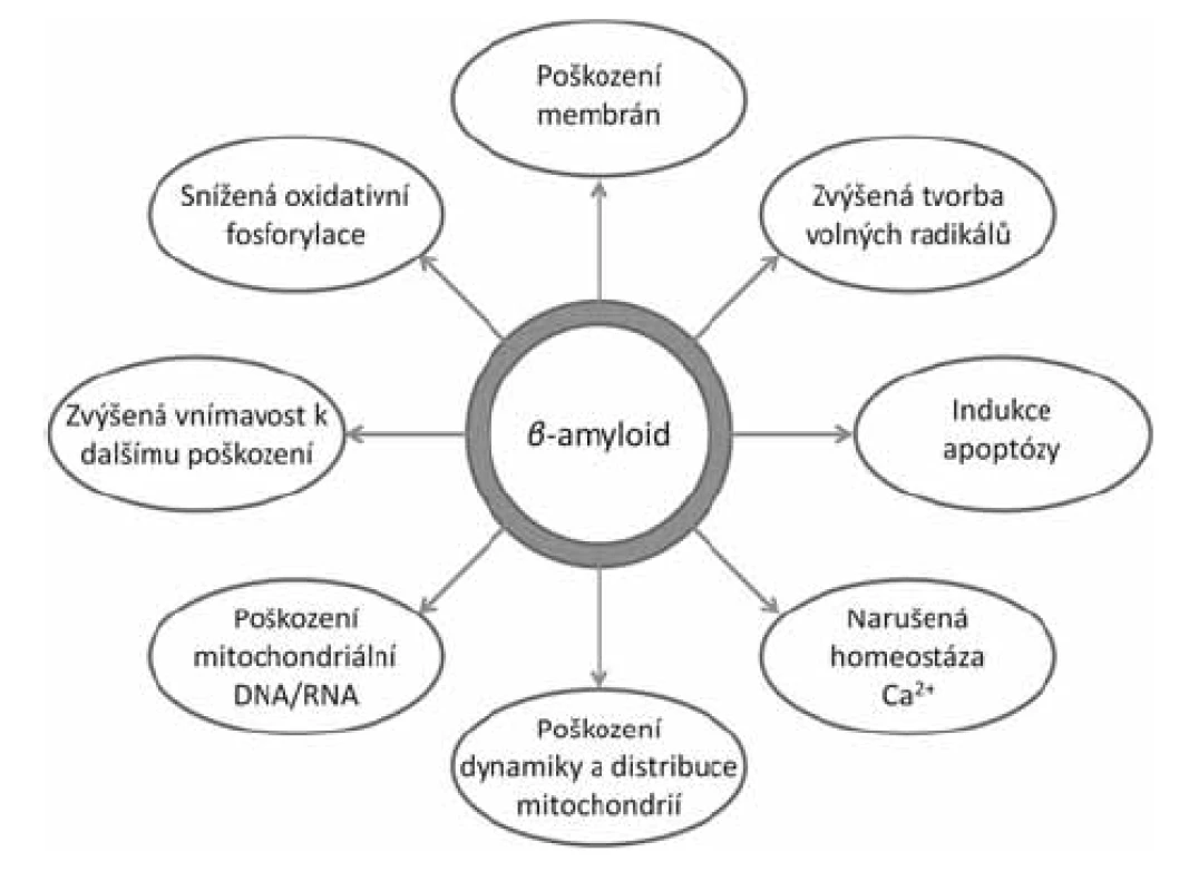 Projevy toxicity mitochondriálního ß-amyloidu