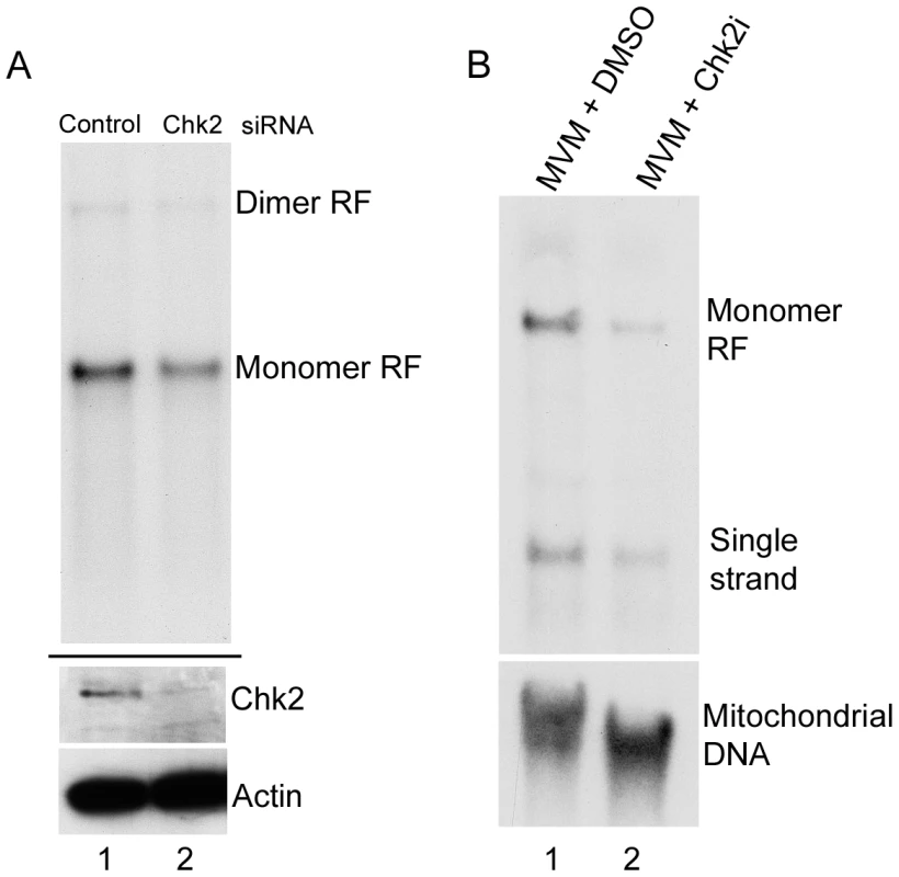Chk2-mediated S-phase arrest facilitates MVM replication.