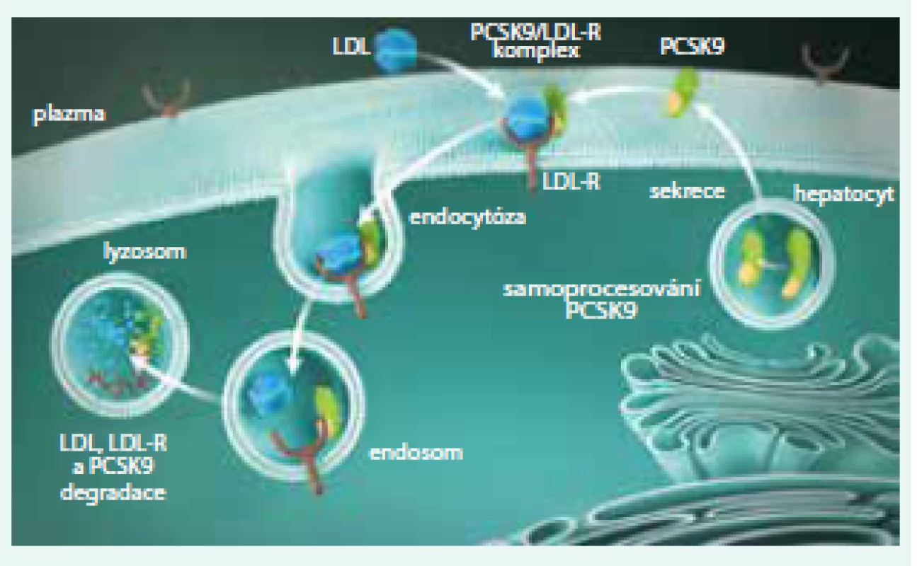 PCSK9 reguluje expresi jaterních LDL