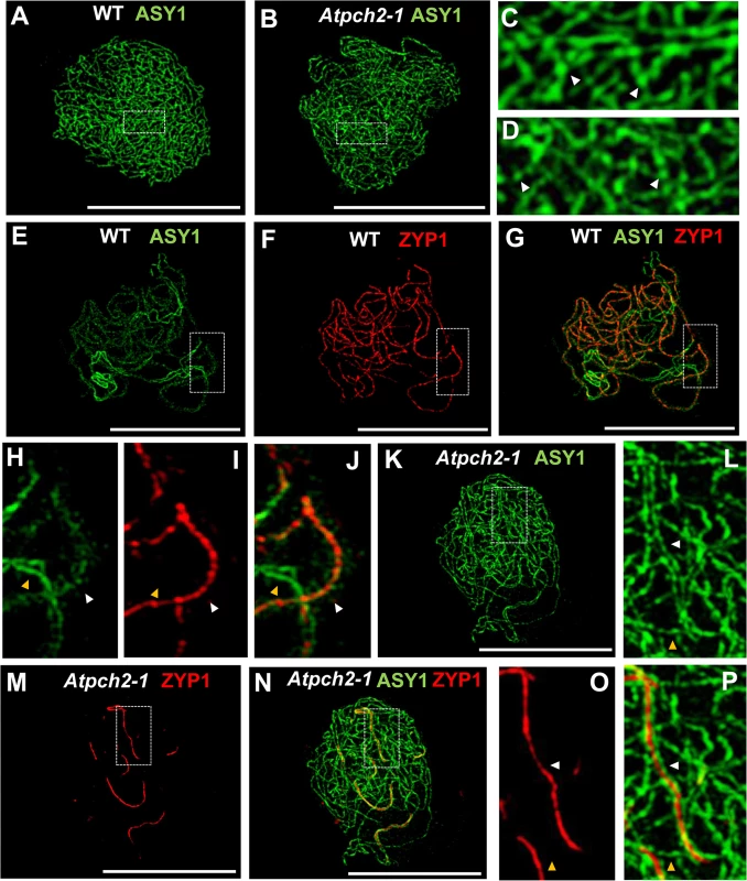 Immunolocalization of ASY1 and ZYP1 in wild type and <i>Atpch2-1</i> during prophase I.