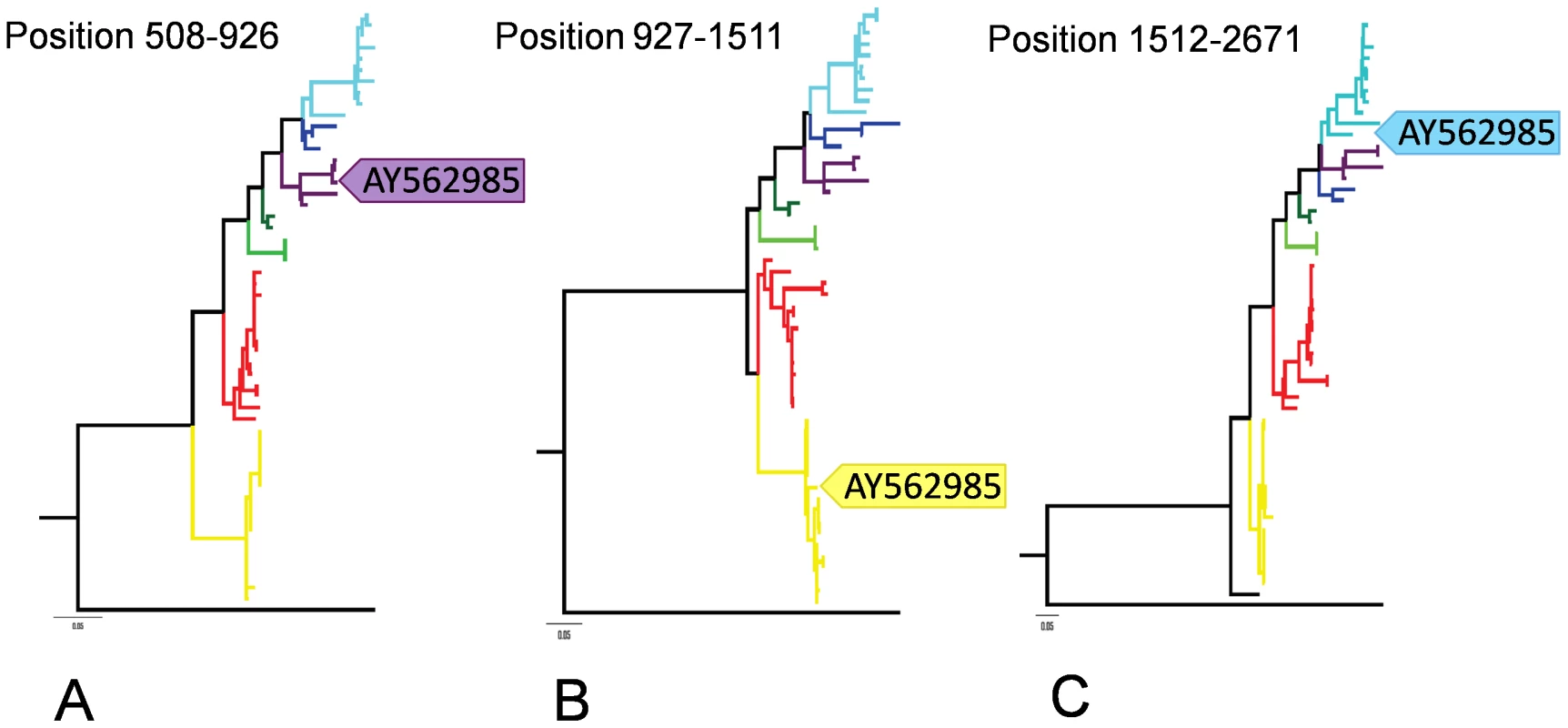 ML trees on the three putative recombinant regions identified in AY562985.