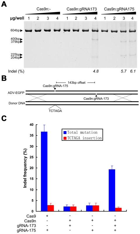 Specific control of the type of mutation using Cas9 nickase.