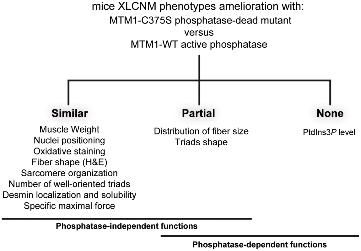 XLCNM phenotypes that are ameliorated by the MTM1-C375S phosphatase-dead mutant to a similar extend as with the wild-type MTM1, in the <i>Mtm1</i> KO muscle.
