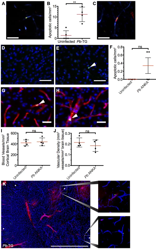 Widespread apoptosis or loss of vasculature does not occur in the brains of mice with ECM.