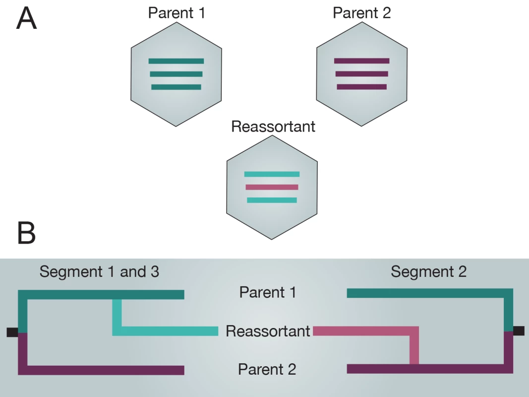 Reassortment of two tripartite genomes producing a novel reassortant.