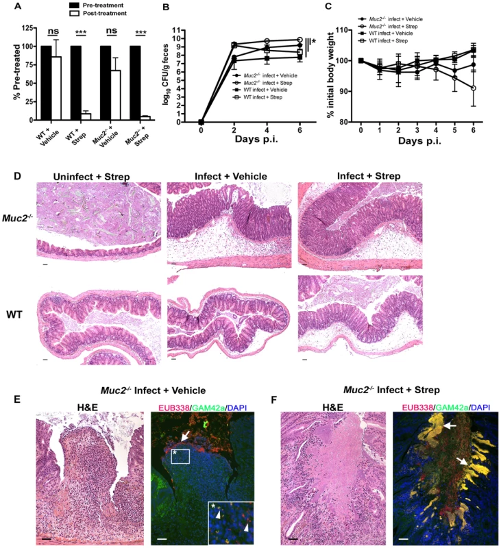 Antibiotic induced commensal depletion enhances pathogen colonization but does not alter host pathology in <i>Muc2<sup>−/−</sup></i> mice.