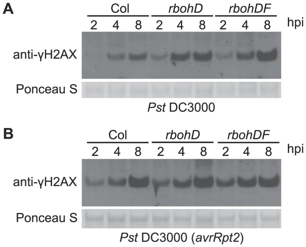 <i>Pst</i>-induced γ-H2AX accumulation is independent of <i>Pst</i>-triggered ROS production.