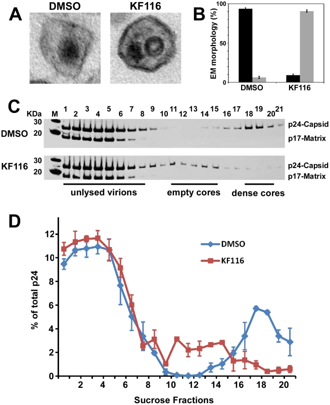 KF116 impairs formation of dense cores in HIV-1 virions.