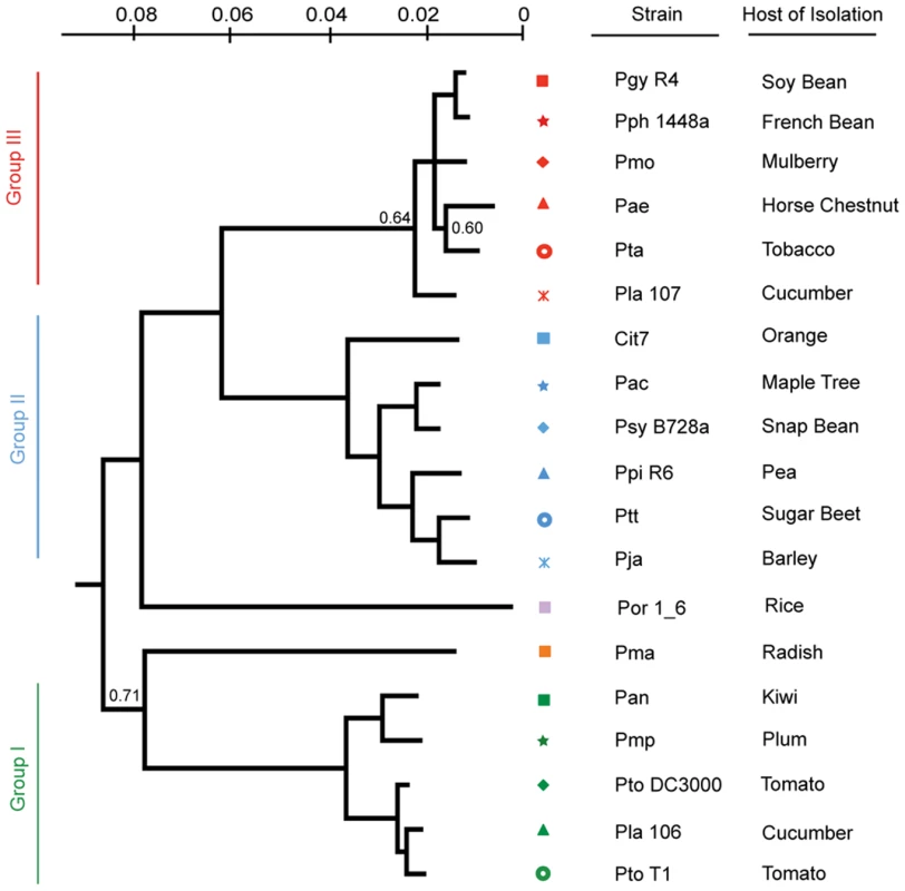 A Bayesian phylogeny of <i>P. syringae</i> strains with draft or complete genome sequences.